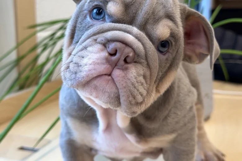English Bulldog