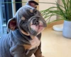 English Bulldog