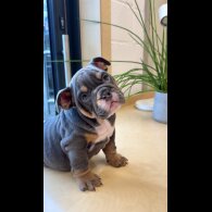 English Bulldog