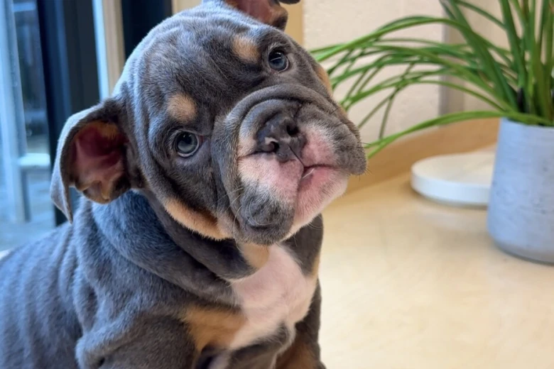 English Bulldog
