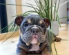 English Bulldog