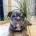 English Bulldog