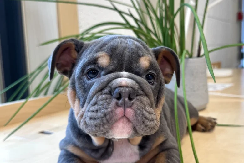 English Bulldog