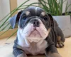English Bulldog