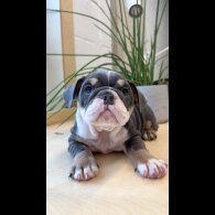 English Bulldog