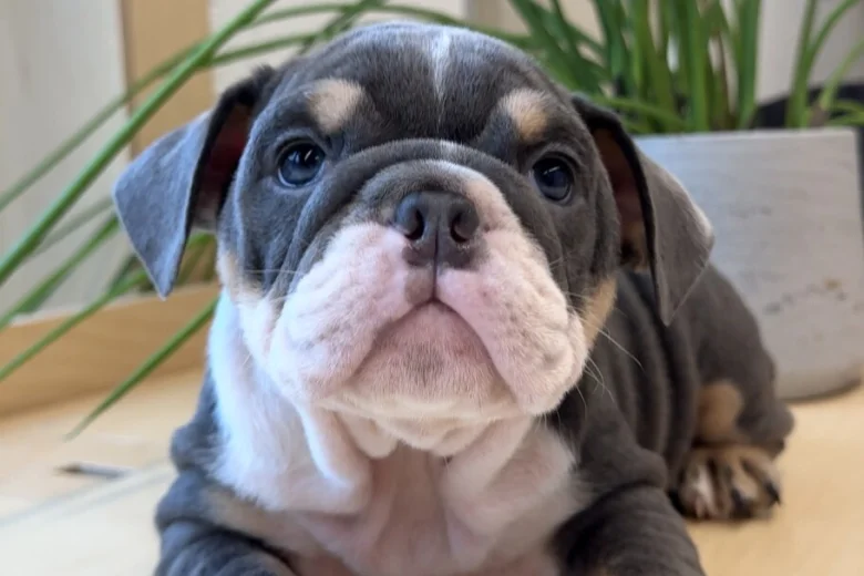 English Bulldog