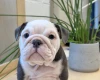 English Bulldog