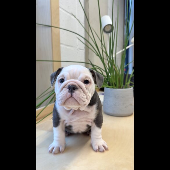 English Bulldog