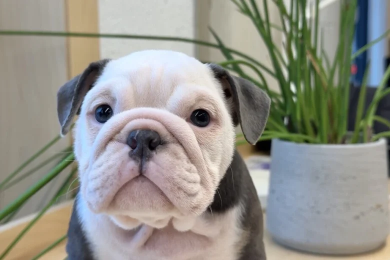 English Bulldog