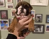 English Bulldog