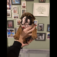 English Bulldog