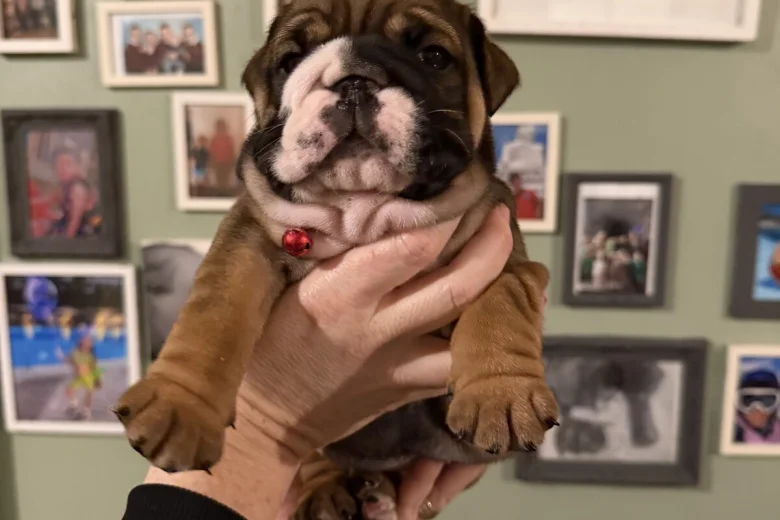 English Bulldog
