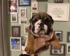 English Bulldog