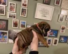 English Bulldog