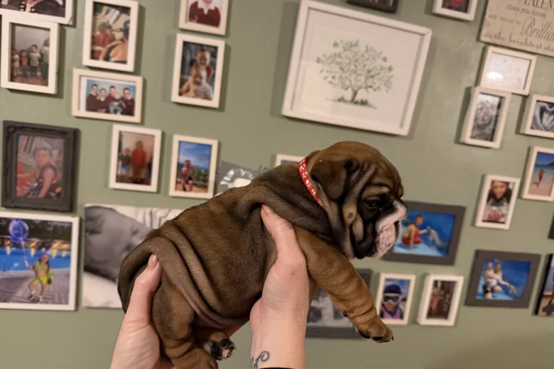 English Bulldog