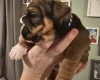 English Bulldog