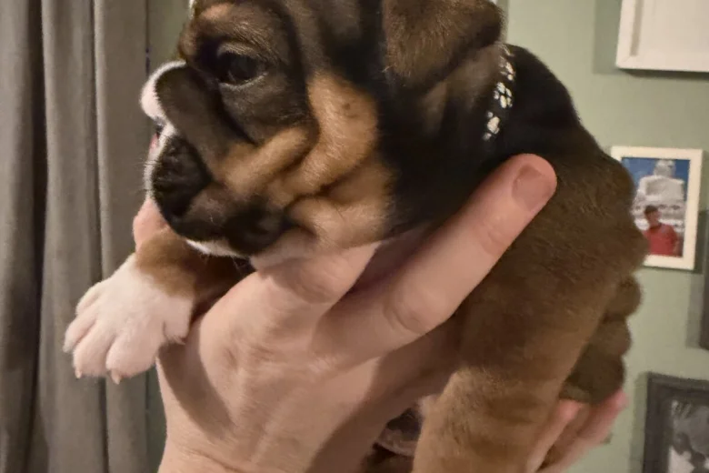 English Bulldog