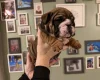 English Bulldog