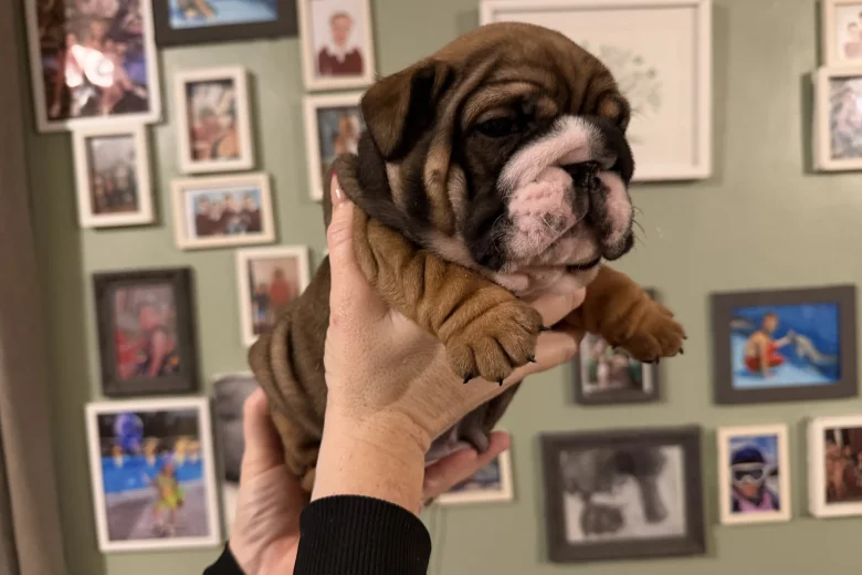 English Bulldog