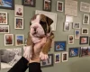 English Bulldog