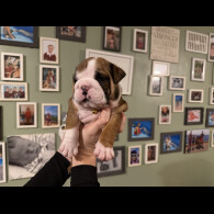 English Bulldog
