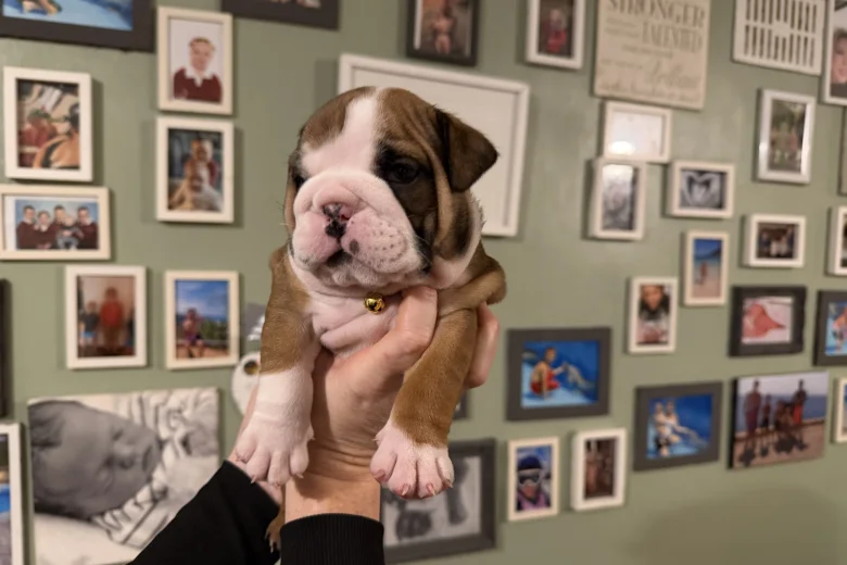 English Bulldog