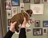 English Bulldog