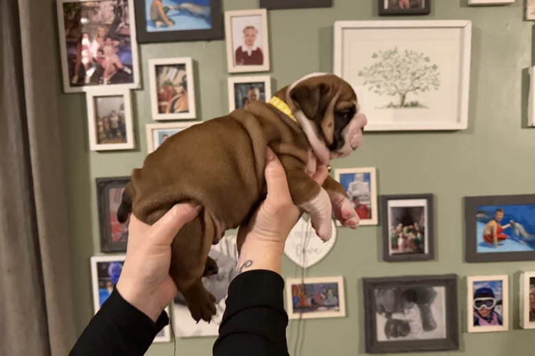 English Bulldog