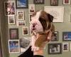 English Bulldog