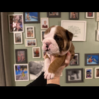 English Bulldog