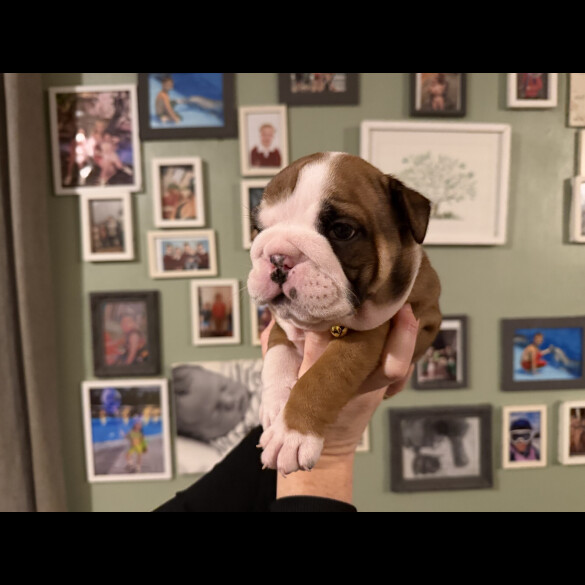 English Bulldog