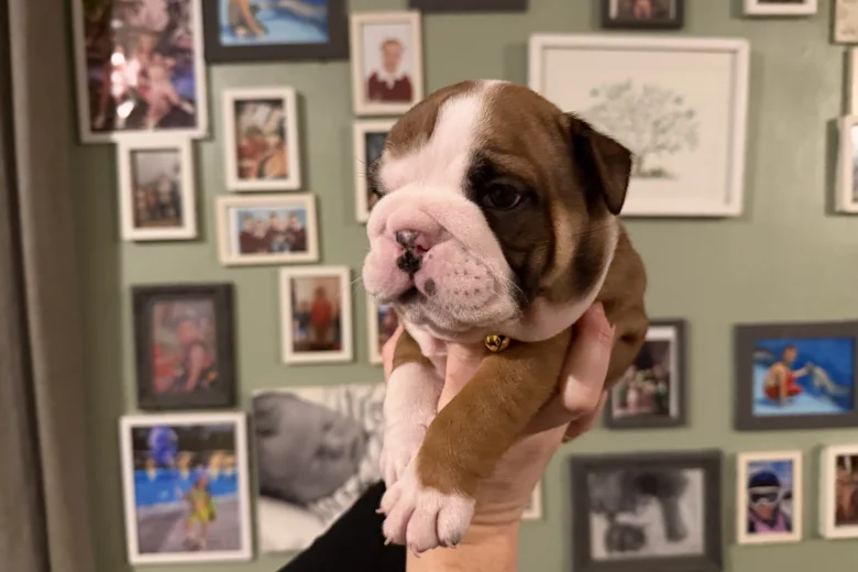 English Bulldog