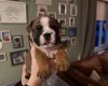 English Bulldog