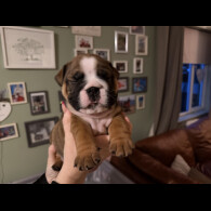 English Bulldog