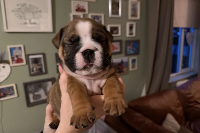 English Bulldog