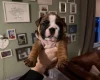 English Bulldog