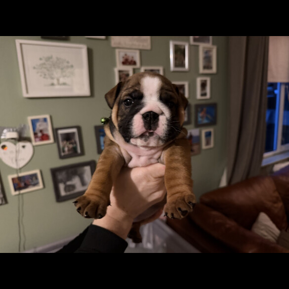 English Bulldog