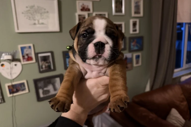 English Bulldog