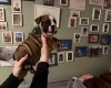 English Bulldog