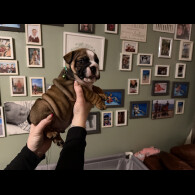 English Bulldog