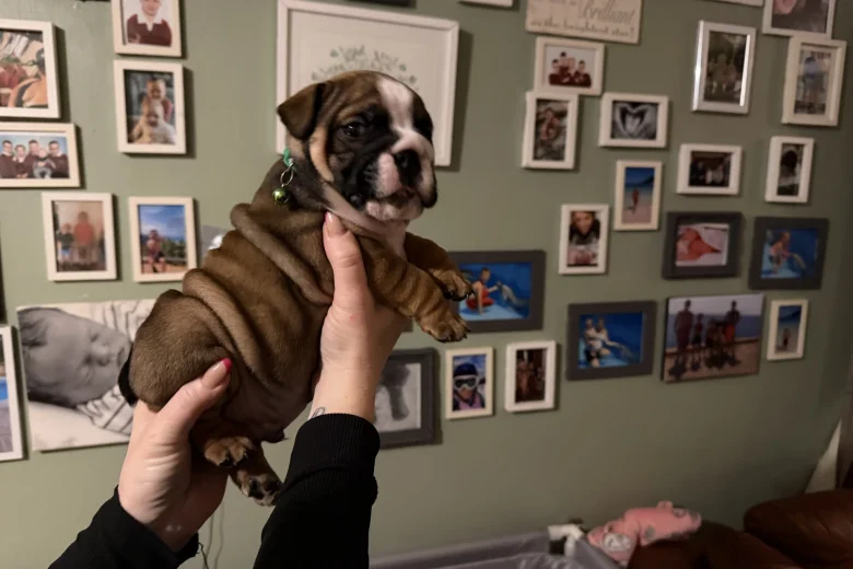 English Bulldog