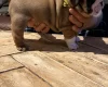 English Bulldog