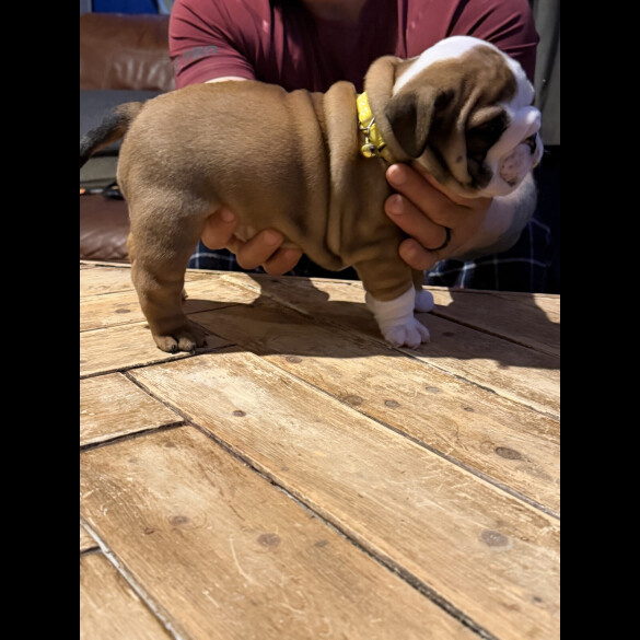 English Bulldog