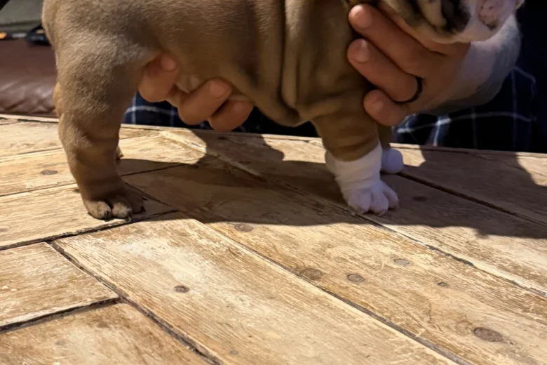 English Bulldog