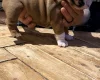 English Bulldog