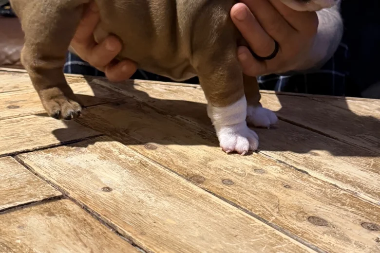 English Bulldog