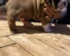 English Bulldog