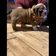 English Bulldog