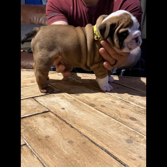 English Bulldog