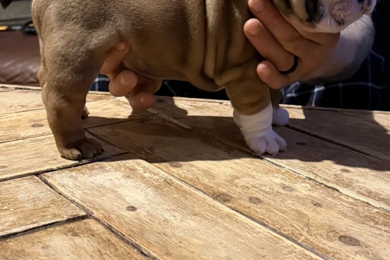 English Bulldog